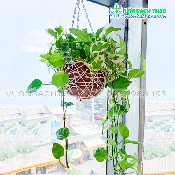Cây Trầu Bà Cẩm Thạch Chậu Treo | Vườn Bách Thảo