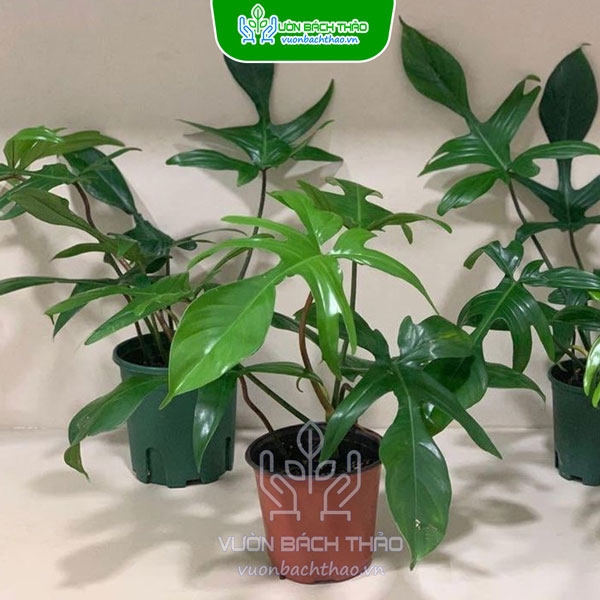 philodendron weiß grün Philodendron scandens main image 1