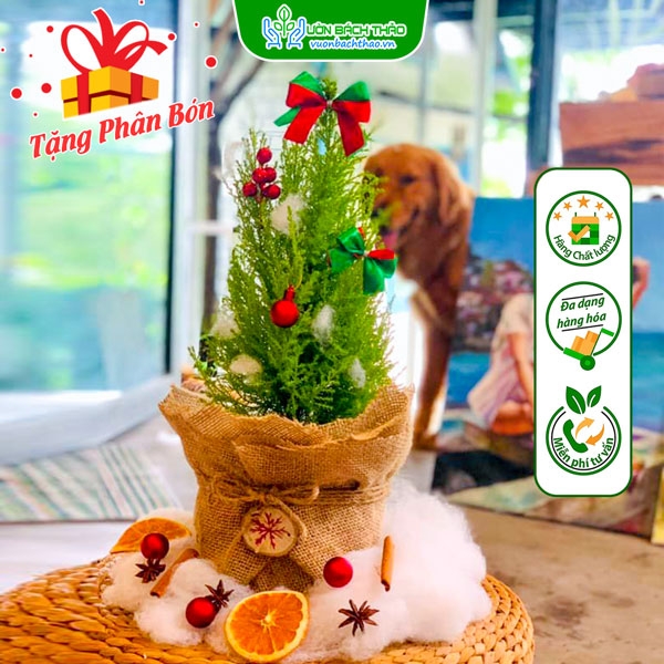 Cây Tùng Thơm Trang Trí Noel | Vườn Bách Thảo