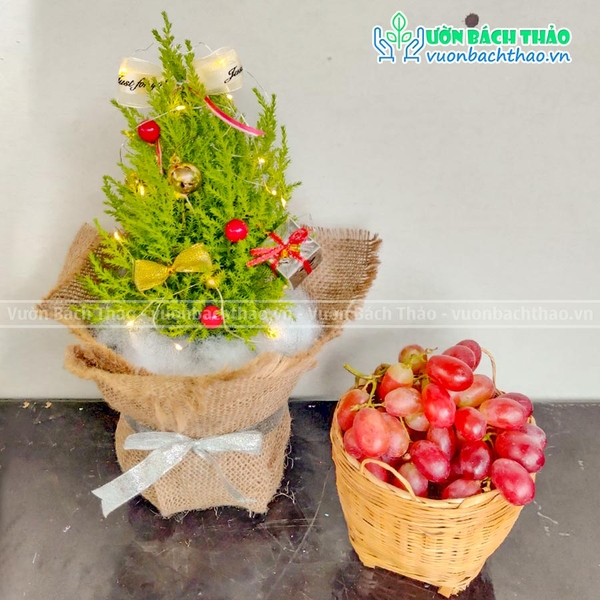 Cây Tùng Thơm Trang Trí Noel | Vườn Bách Thảo