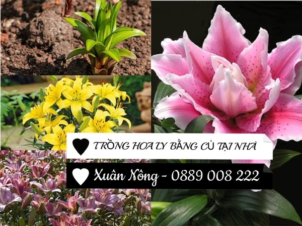 TRỒNG HOA LY BẰNG CỦ TẠI NHÀ