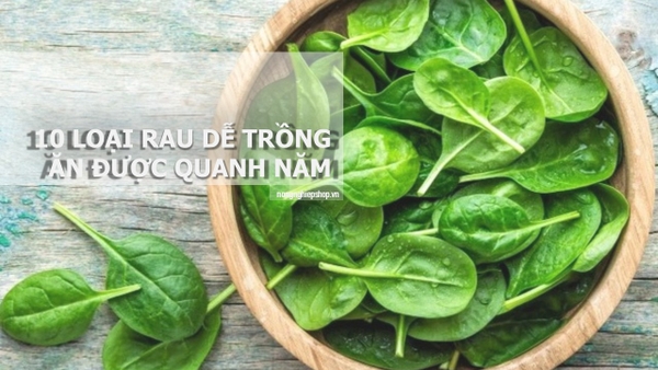 Trồng 10 loại rau này tại nhà ăn được quanh năm