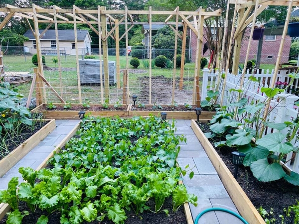 Tận hưởng không khí trong lành của vườn rau sạch tại nhà bạn và cùng tìm hiểu các bí quyết trồng rau thành công trong không gian nhỏ!