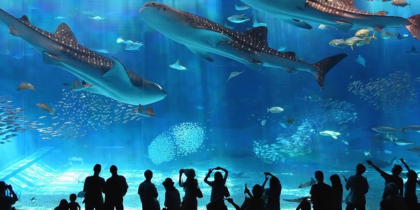 Giá Vé Vinpearl/ Vinwonder Rẻ Nhất Tại Nha Trang