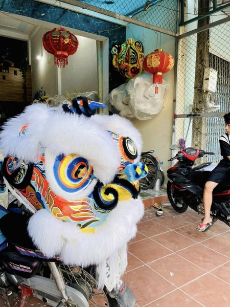 ĐẦU LÂN LÔNG CỪU MÀU TRẮNG