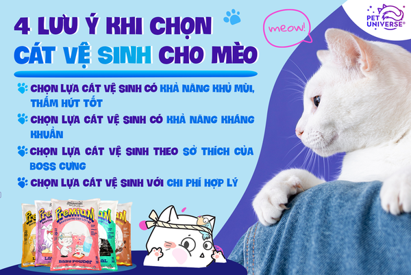 22/1 - [PR CÁT BETONITE] 4 LƯU Ý KHI CHỌN CÁT VỆ SINH CHO MÈO