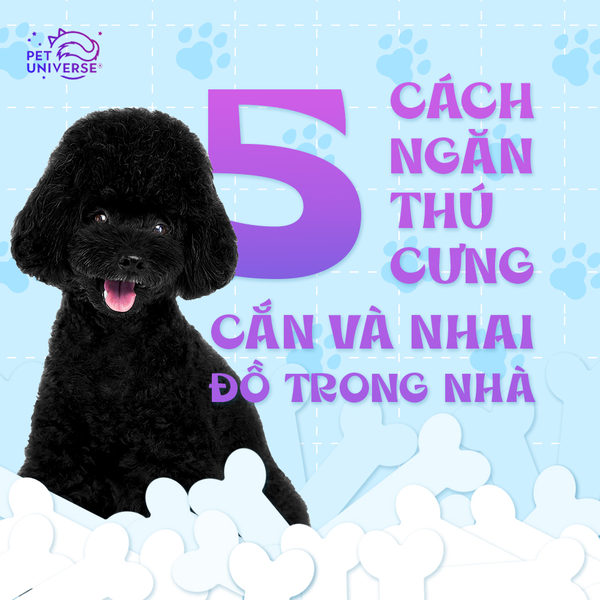 3/3 - 5 CÁCH ĐỂ NGĂN BOSS GẶM, NHAI ĐỒ VẬT TRONG NHÀ