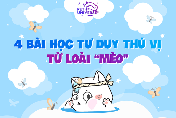 27/12 - 4 BÀI HỌC TƯ DUY THÚ VỊ TỪ LOÀI MÈO