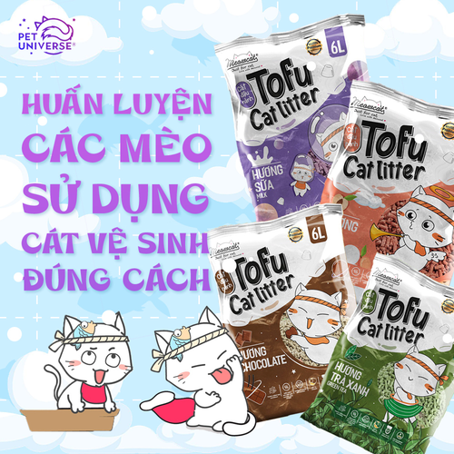 KHÓA HỌC ĐÀO TẠO QUÀNG THƯỢNG DÙNG CÁT CHO MÈO ĐÚNG CÁCH