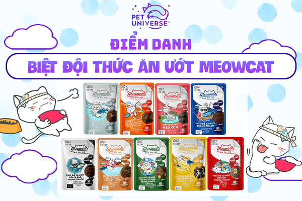 ĐIỂM DANH BIỆT ĐỘI THỨC ĂN ƯỚT MEOWCAT