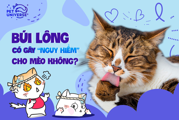 18/1 - BÚI LÔNG CÓ GÂY NGUY HIỂM CHO MÈO KHÔNG?