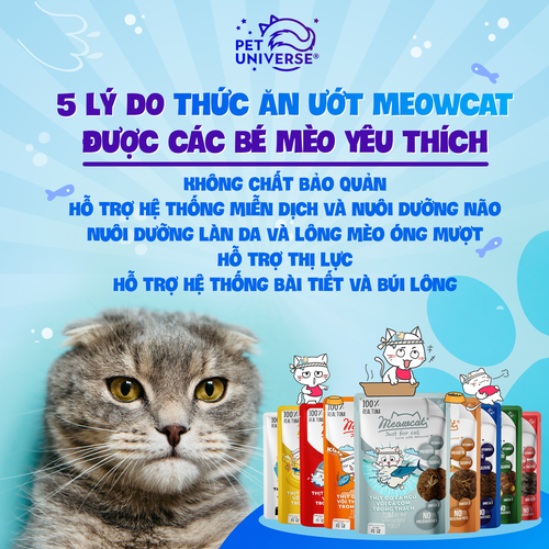 24/1 - 5 LÝ DO THỨC ĂN ƯỚT MEOWCAT ĐƯỢC CÁC BÉ MÈO YÊU THÍCH