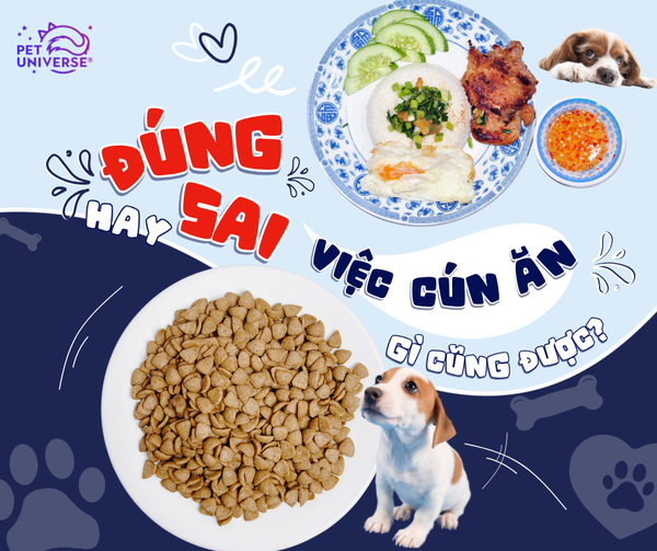 ĐÚNG HAY SAI - VIỆC CHO CHÓ ĂN GÌ CŨNG ĐƯỢC