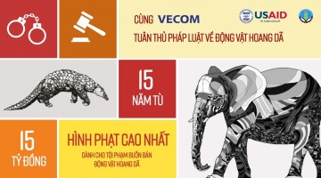 Mức phạt nặng cho mua bán ngà voi trái pháp luật
