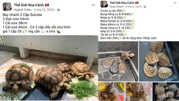 Nan giải vấn nạn mua, bán rùa trên Internet