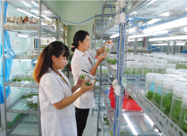 Trường kỳ nghiên cứu giống cây lâm nghiệp