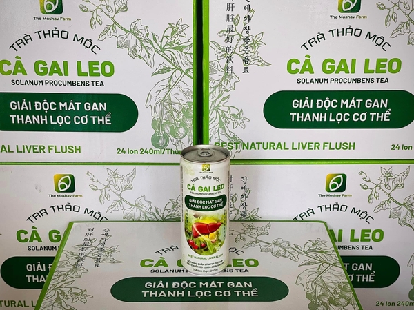THE MOSHAV FARM TRÀ THẢO MỘC CÀ GAI LEO GIÚP GIẢI ĐỘC MÁT GAN THANH LỌC CƠ THỂ