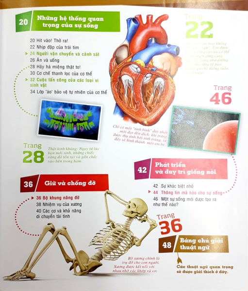 Thế Nào Và Tại Sao: Cơ Thể Người - Tuyệt Tác Của Tạo Hoá ( Tái Bản )