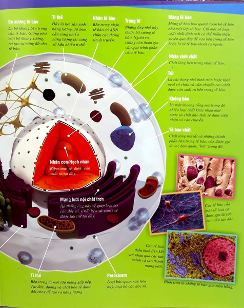 Thế Nào Và Tại Sao: Cơ Thể Người - Tuyệt Tác Của Tạo Hoá ( Tái Bản )