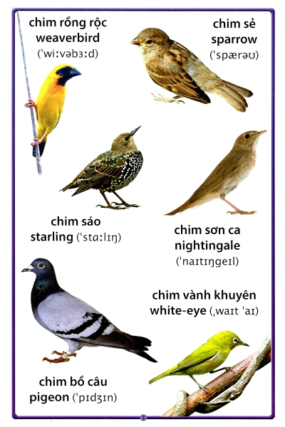 Cuốn Sách Lớn Đầu Tiên Của Tôi Về Chim Chóc