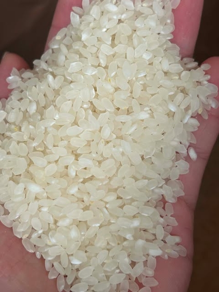 Gạo Koshihikari 2026 Bao 10kg - 令 8 年 コシヒカリ米 10kg