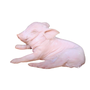 Heo Sữa 7-8Kg/Con - 丸子豚