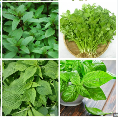 Set Rau Thơm Làm Nộm : Húng Quế, Húng Lủi, Rau Răm, Mùi