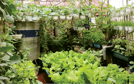 Biến sân thượng thành sân vườn