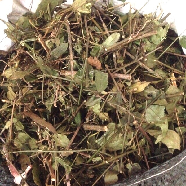 Chè Vằng sẻ Lợi sữa, giảm cân 