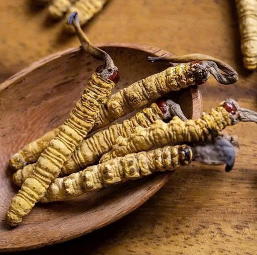 🌿 BÍ QUYẾT TRƯỜNG THỌ CỦA NGƯỜI BHUTAN – ĐÔNG TRÙNG MẮT ĐỎ VÀ SỨC KHỎE TOÀN DIỆN