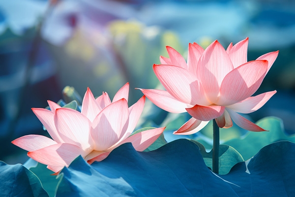 Những Loài Hoa Gắn Liền Với Mùa Trăng Rằm