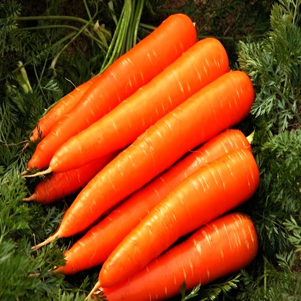 hat-giong-carrot-rado-507
