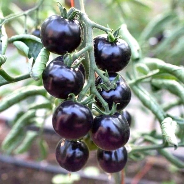 hat-giong-ca-chua-cherry-den-lai-f1-rado-643
