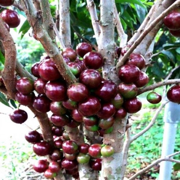 CÂY GIỐNG NHO THÂN GỖ 12 VỤ TRẠI GIỐNG CÂY TRỒNG HÀ HÙNG