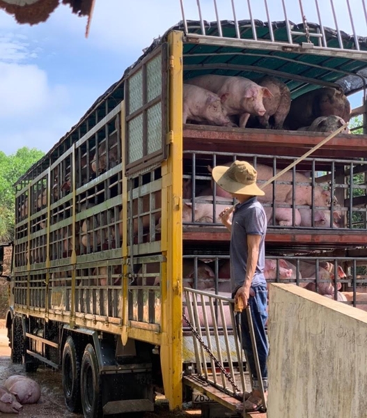 Xuất bán 500 con  heo thịt siêu nạc ngày 03/5/2021