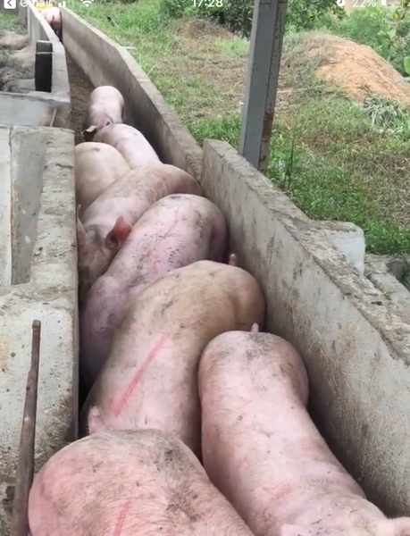 Ép heo thịt siêu nạc ra đường dẫn