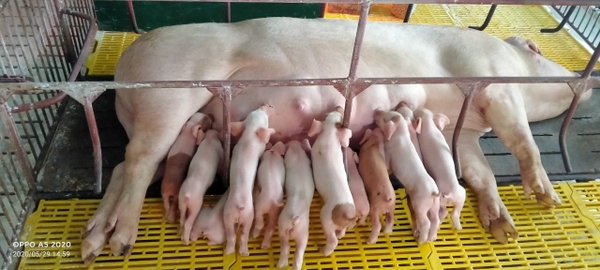 NHÂN TỐ ẢNH HƯỞNG HEO NÁI ĐẺ SIÊU NẠC