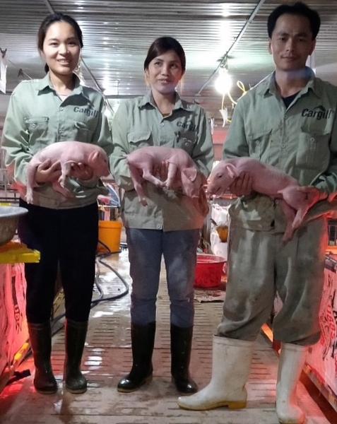 Heo giống siêu nạc xách tai ( từ 7 - 10 kg)