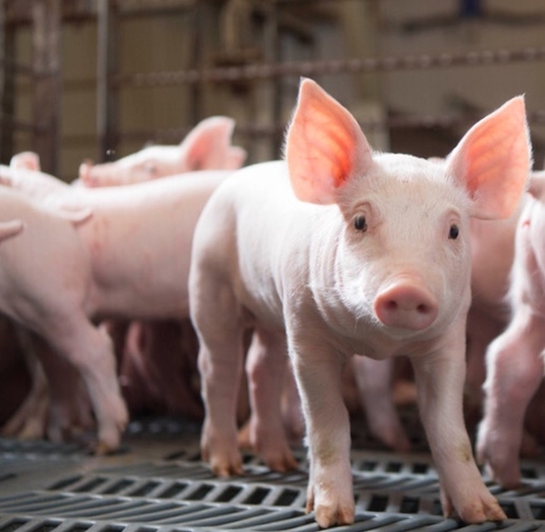 Heo giống siêu nạc xách tai ( 7 - 10 kg) - đang cho ăn thuần dưỡng tốt