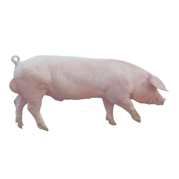 HEO HẬU BỊ ĐỰC THUẦN