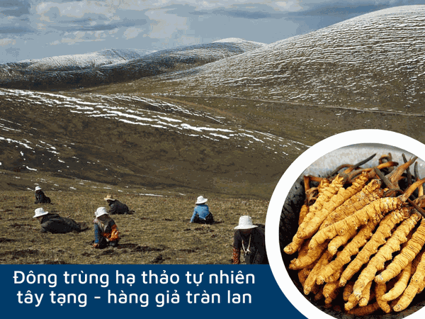 Cảnh Báo Trên 90% Đông Trùng Hạ Thảo Tây Tạng Là Hàng Giả | Thực Phẩm Bổ  Dưỡng Cao Cấp OGAFA