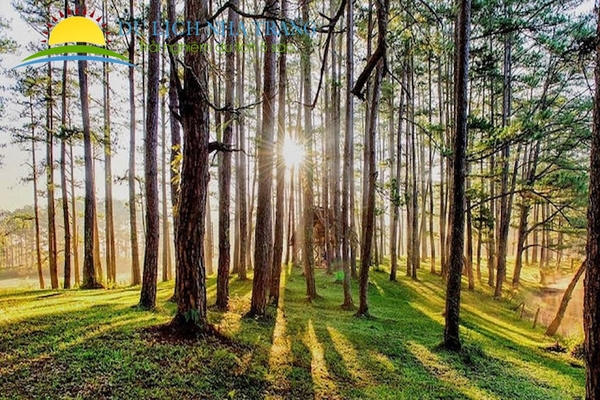 Đà Lạt - Thành phố mộng mơ