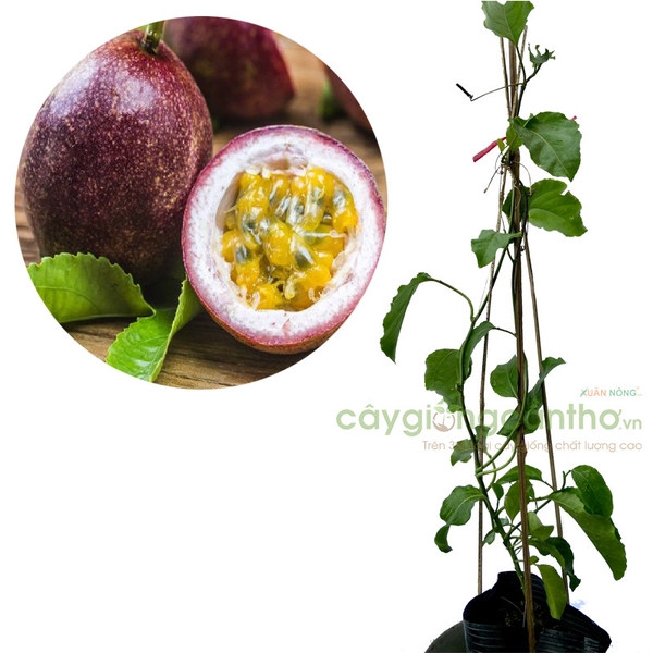 CÂY GIỐNG CHANH DÂY TÍM