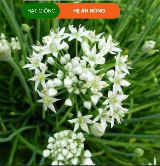 Hạt giống bông hẹ