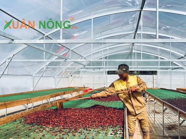 NHÀ KÍNH PHƠI CÀ PHÊ