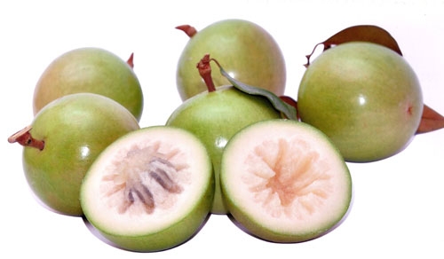 Cây giống vú sữa lò rèn năng suất cao, tiêu thụ mạnh