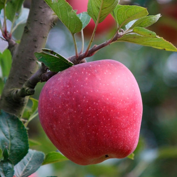 Tại sao nhiều loại táo có giá đắt đỏ nhưng người tiêu dùng vẫn tiêu thụ tốt