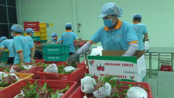 6 loại trái cây tươi ở Việt Nam đã được xuất khẩu thành công với giá bán "khó tin"