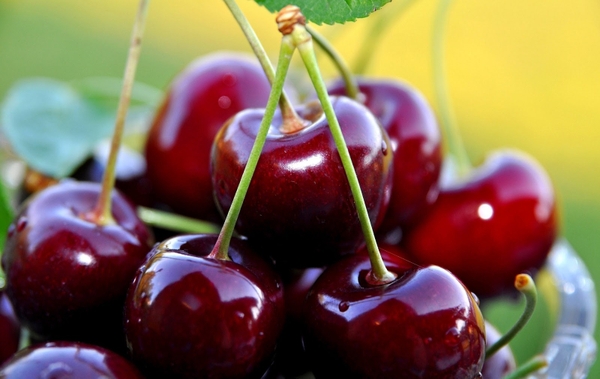 Lợi ích của Cherry đối với người tiêu dùng