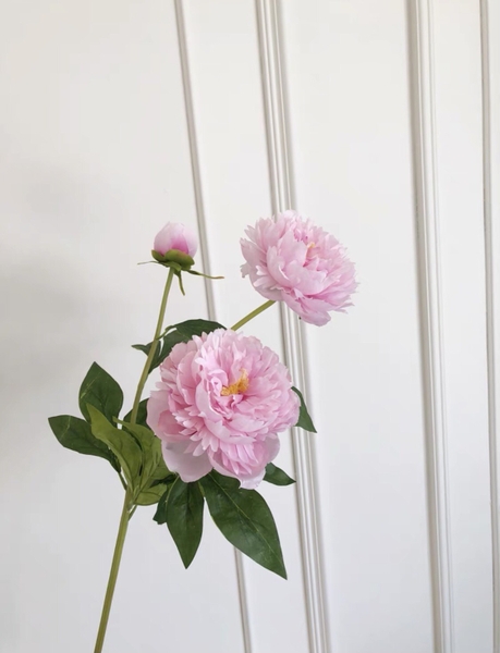 HOA PEONY HỒNG